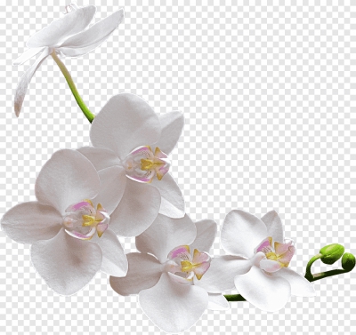 Miễn phí download Hoa Lan Trắng PNG. Định dạng file PNG. Chủ đề: hoa lan, hình ảnh hoa lan, 