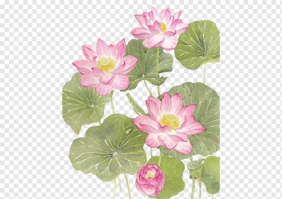 Miễn phí download Hoa sen nghệ thuật màu nước - PNG. Định dạng file PNG. Chủ đề: hoa sen, bông hoa sen