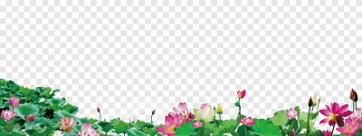 Miễn phí download Hoa sen trang trí chân phông nền - PNG. Định dạng file PNG. Chủ đề: hoa sen, bông hoa sen, 
