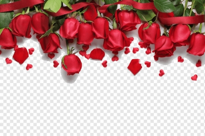 Miễn phí tải về Nền những hoa hồng đỏ. Định dạng file PNG. Chủ đề: hoa hồng, bông hoa hồng, hoa hồng trang trí, 